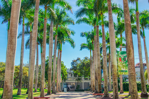 path leading to library lined with palm trees